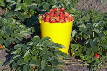 Bucket full of berries is among the bushes of strawberries