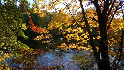 Autumn trees over river with fall colored leaves.