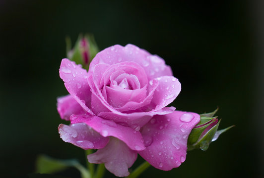 Роза, после проливного дождя