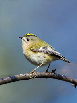 Goldcrest