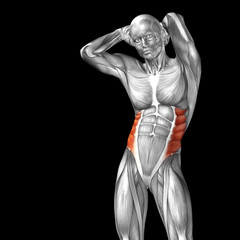 Fototapeta na wymiar Conceptual 3D anatomy muscle isolated