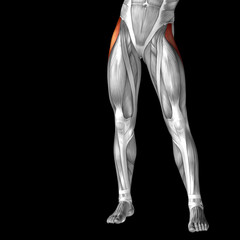 Conceptual 3D human front upper leg muscle anatomy