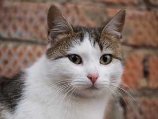 Naklejka na ściany i meble Портрет белой кошки крупно. Кошка уличная, бездомная с удивительно красивыми глазами. Белая, гладкошерстная