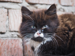 Портрет грязного, больного уличного котенка. Котенок...