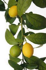 limoni gialli e verdi su pianta su sfondo bianco