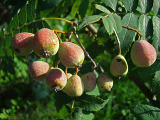 Früchte des Speierling