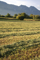 campo di erba medica falciato al tramonto