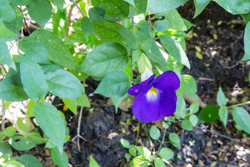 Butterfly Pea flower - Clitoria ternatea