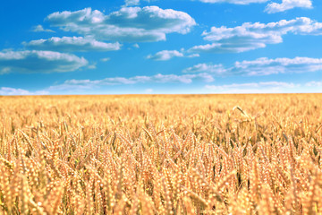 Wheat field under the blue sky