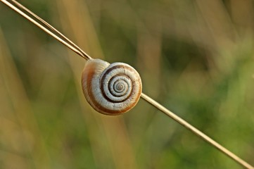 Westliche Heideschnecke (Helicella itala) an Grashalm 