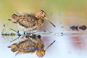 Common Snipe Reflection