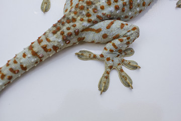  Fingers of Gecko - vacuum feed macro
