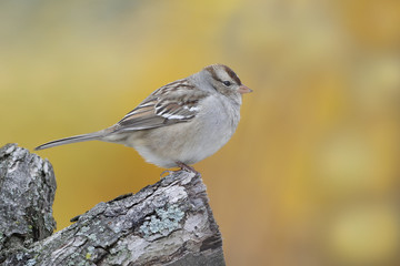 Juvenile White-crowned Sparrow Perched on a Branch
