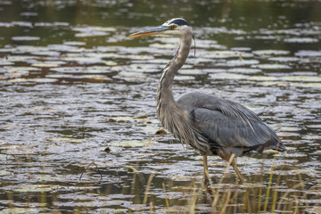 Great Blue Heron Stalking its Prey in a Marsh