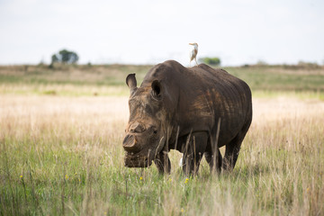 De-horned White Rhino