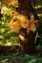 日が当たる紅葉