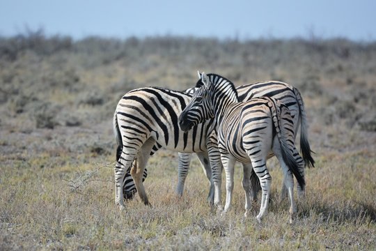 Steppenzebras (Equus Quagga) im Etosha Nationalpark