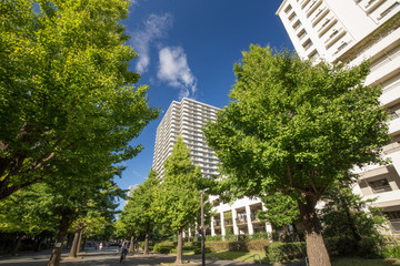 Fototapeta premium マンション（集合マンション）とイチョウ並木