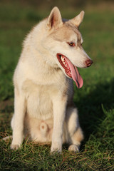 Portrait of dog breed Malamute. male