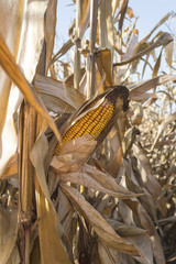 Yellow corn cob at field, agricultural concept.