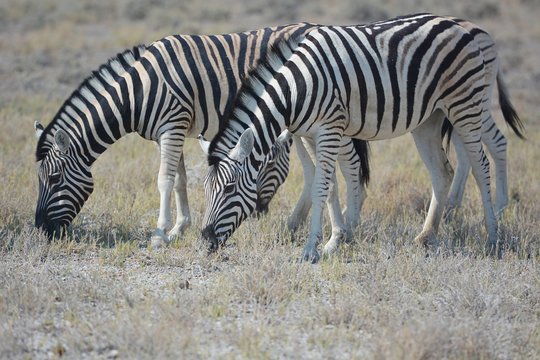 Steppenzebras (Equus Quagga) im Etosha Nationalpark