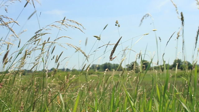 Grass field in summer. Camera sliding through the field