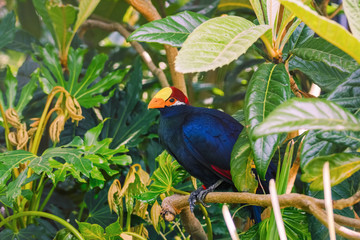 Violet Turaco