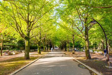 Obraz premium 秋のイチョウ（銀杏）並木