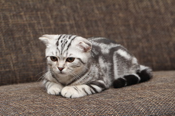 British Shorthair kitten