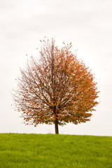 Fototapeta na wymiar Herbstlicher Baum auf Wiese