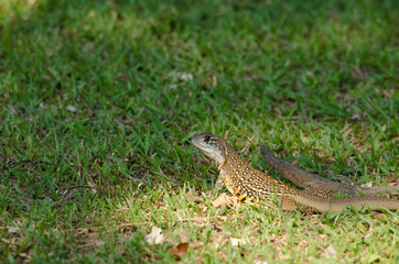 Leiolepis is waiting prey in the garden