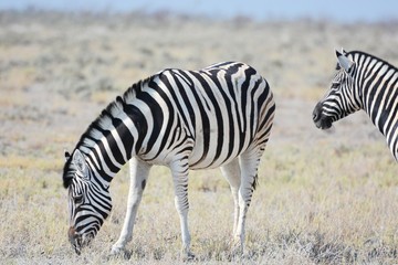 Fototapeta na wymiar Steppenzebras (Equus Quagga) im Etosha Nationalpark