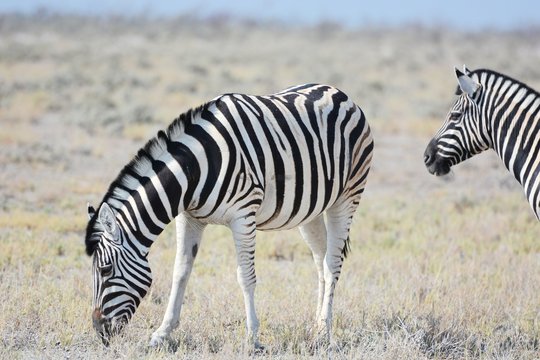 Steppenzebras (Equus Quagga) im Etosha Nationalpark