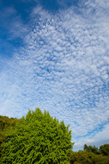 Fototapeta premium うろこ雲