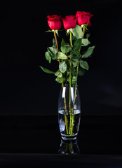 red roses isolated on black background with the green stems in a