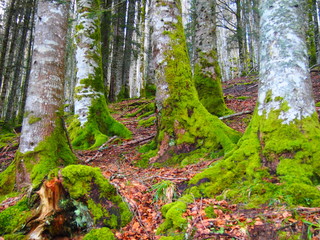 Fototapeta premium hayedo