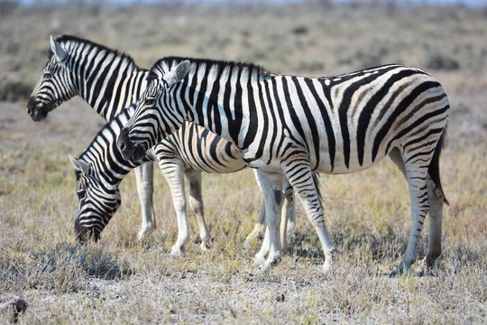 Steppenzebras (Equus Quagga) im Etosha Nationalpark