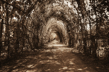 tree tunnel