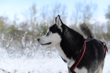 
Sled dog breed Siberian Husky in the late autumn in the woods