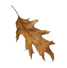 Naklejka premium Leaf isolated on white background