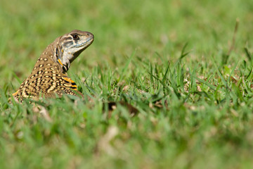 Leiolepis is waiting prey in the garden
