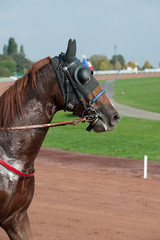 cheval de course © compagnie-17