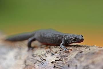 Weiblicher Bergmolch (Ichthyosaura alpestris) in Landtracht
