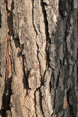 Corteccia di albero di pino