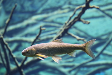 Obraz premium Die Nase (Chondrostoma nasus) Fischart