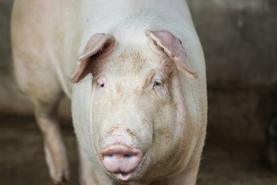 big pig in farm