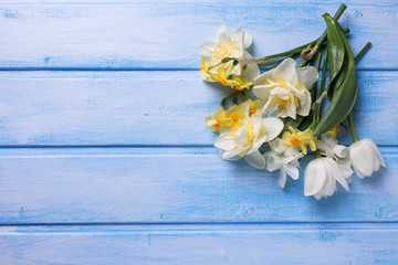Background with fresh narcissus  and tulips flowers