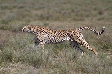Portrait of wild cheetah stretching