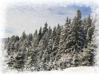 Fototapeta na wymiar Winter wonderland scene,winter holiday 