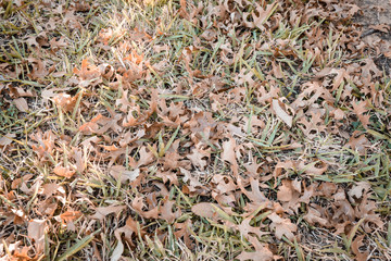 Maple leaf fall on the floor